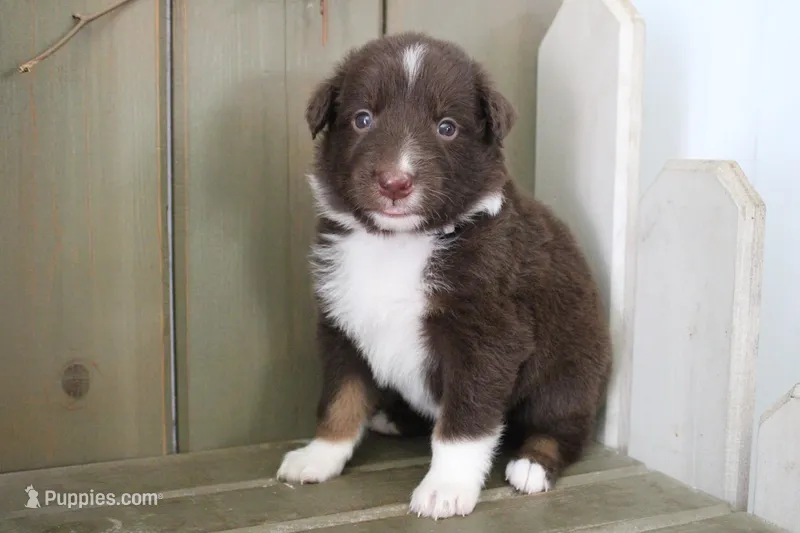 Fern  – Australian Shepherd puppy for sale in Reynoldsville, PA