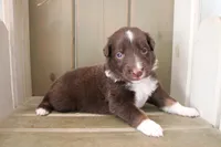 Fern , a female Australian Shepherd for sale in Reynoldsville, PA – Photo 3 of 9