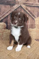 Fern , a female Australian Shepherd for sale in Reynoldsville, PA – 5 of 8