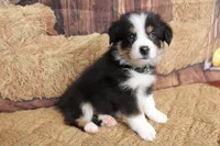 Dawn , a female Australian Shepherd for sale in Reynoldsville, PA – 5 of 9