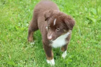 Fern , a female Australian Shepherd for sale in Reynoldsville, PA – 3 of 8