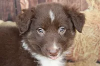 Fern , a female Australian Shepherd for sale in Reynoldsville, PA – 6 of 8