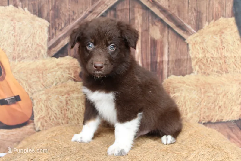 Bear  – Australian Shepherd puppy for sale in Reynoldsville, PA