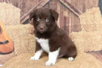 Bear , a male Australian Shepherd for sale in Reynoldsville, PA – 3 of 10