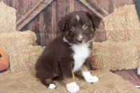 Fern , a female Australian Shepherd for sale in Reynoldsville, PA – 4 of 8