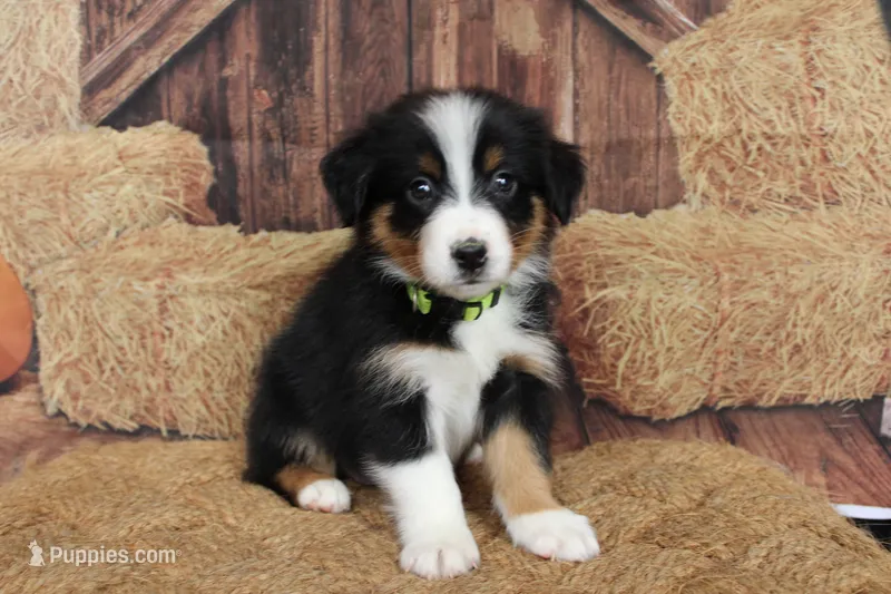 Hazelnut – Australian Shepherd puppy for sale in Reynoldsville, PA