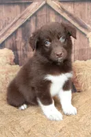 Bear , a male Australian Shepherd for sale in Reynoldsville, PA – 4 of 10