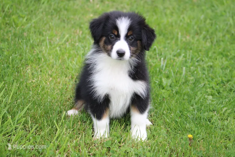 Tilly  – Australian Shepherd puppy for sale in Reynoldsville, PA
