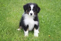 Tilly , a female Australian Shepherd for sale in Reynoldsville, PA – 1 of 7