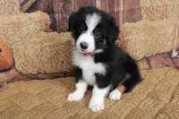 Tilly , a female Australian Shepherd for sale in Reynoldsville, PA – 4 of 7