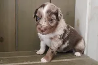 Millie , a female Australian Shepherd for sale in Reynoldsville, PA – Photo 3 of 9