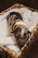 Millie , a female Australian Shepherd for sale in Reynoldsville, PA – Photo 5 of 9