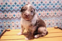 Millie , a female Australian Shepherd for sale in Reynoldsville, PA – Photo 4 of 9