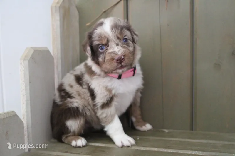 Millie  – Australian Shepherd puppy for sale in Reynoldsville, PA