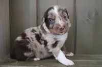 Millie , a female Australian Shepherd for sale in Reynoldsville, PA – Photo 2 of 9