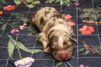 Millie , a female Australian Shepherd for sale in Reynoldsville, PA – Photo 7 of 9