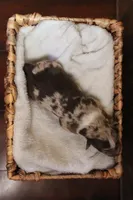 Millie , a female Australian Shepherd for sale in Reynoldsville, PA – Photo 6 of 9