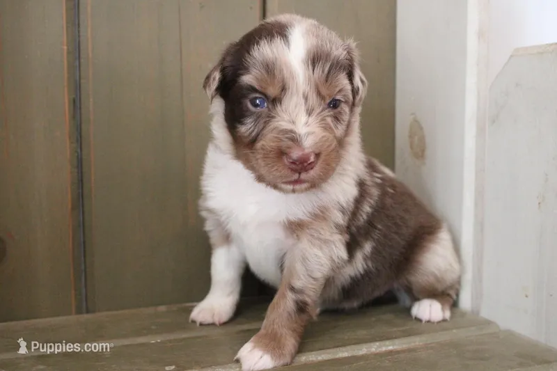 Millie  – Australian Shepherd puppy for sale in Reynoldsville, PA