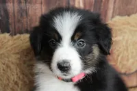 Tilly , a female Australian Shepherd for sale in Reynoldsville, PA – 5 of 7