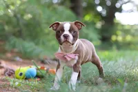 Precious, a female Boston Terrier for sale in Apple Creek, OH – 3 of 7