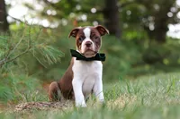 Champ, a male Boston Terrier for sale in Apple Creek, OH – 7 of 10