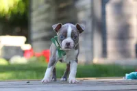 Austin, a male Boston Terrier for sale in Apple Creek, OH – 3 of 6
