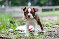 Missy, a female Boston Terrier for sale in Apple Creek, OH – 3 of 8