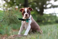 Champ, a male Boston Terrier for sale in Apple Creek, OH – 8 of 10
