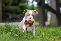 Koda, a male Boston Terrier for sale in Apple Creek, OH – 4 of 7