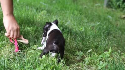 Delilah, a female Boston Terrier for sale in Apple Creek, OH – 8 of 8