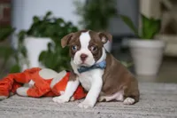 Kian, a male Boston Terrier for sale in Apple Creek, OH – 3 of 6