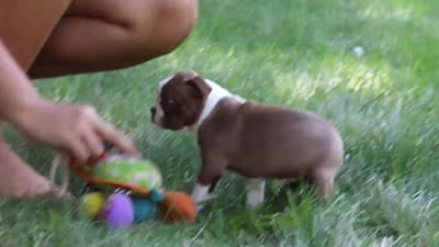 Precious, a female Boston Terrier for sale in Apple Creek, OH – 7 of 7