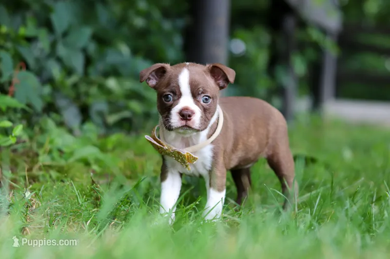 Jewel – Boston Terrier puppy for sale in Apple Creek, OH