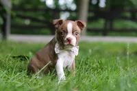 Gracie, a female Boston Terrier for sale in Apple Creek, OH – 5 of 7