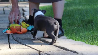 Russell, a male Boston Terrier for sale in Apple Creek, OH – 7 of 7