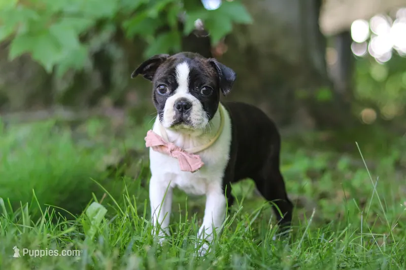 Meadow – Boston Terrier puppy for sale in Apple Creek, OH
