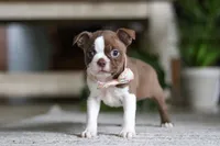 Ariana, a female Boston Terrier for sale in Apple Creek, OH – 4 of 6