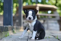 Julia, a female Boston Terrier for sale in Apple Creek, OH – 5 of 7