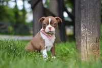 Ember, a female Boston Terrier for sale in Apple Creek, OH – 7 of 8