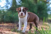 Ivy, a female Boston Terrier for sale in Apple Creek, OH – 5 of 8