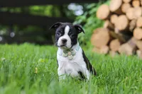 Nash, a male Boston Terrier for sale in Apple Creek, OH – 6 of 10