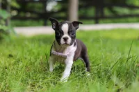 Delilah, a female Boston Terrier for sale in Apple Creek, OH – 5 of 8