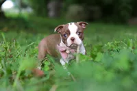 Cupcake, a female Boston Terrier for sale in Apple Creek, OH – 2 of 8