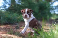 Ivy, a female Boston Terrier for sale in Apple Creek, OH – 2 of 8