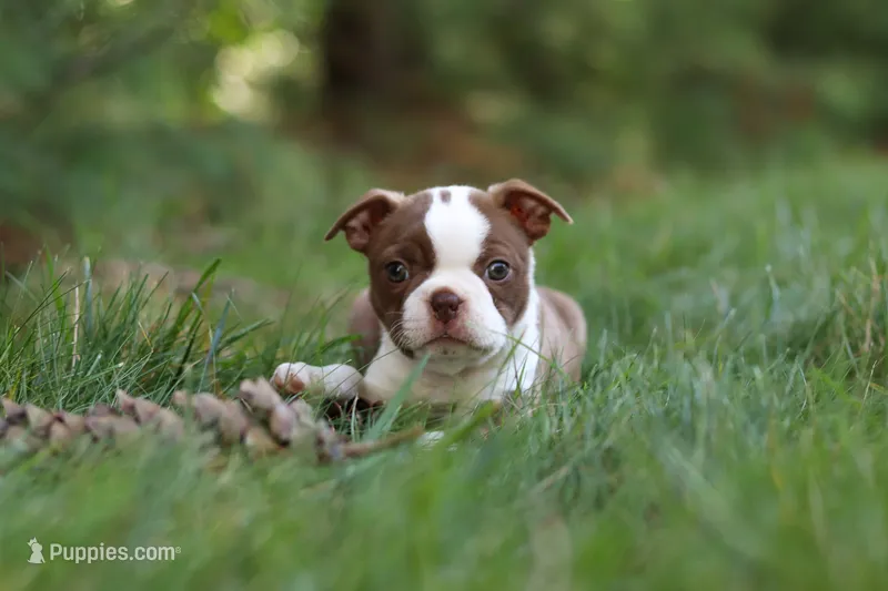 Missy – Boston Terrier puppy for sale in Apple Creek, OH