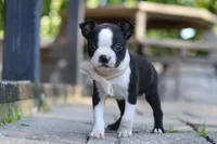 Julia, a female Boston Terrier for sale in Apple Creek, OH – 1 of 7