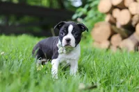 Nash, a male Boston Terrier for sale in Apple Creek, OH – 2 of 10