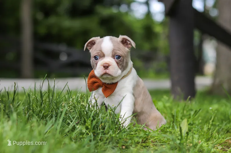 Koda – Boston Terrier puppy for sale in Apple Creek, OH