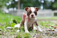 Cupcake, a female Boston Terrier for sale in Apple Creek, OH – 4 of 8