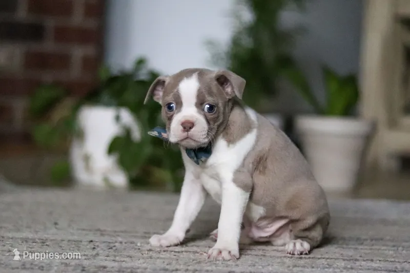 Riley – Boston Terrier puppy for sale in Apple Creek, OH